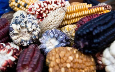 Selezione naturale e selezione biogenetica